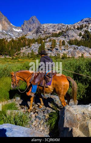 Pack Animals condotto da wrangler della Agnew Meadows Pack Station che trasporta l'attrezzatura al lago Ediza, Inyo National Forest, California, USA [non disponibile; editoriale Foto Stock