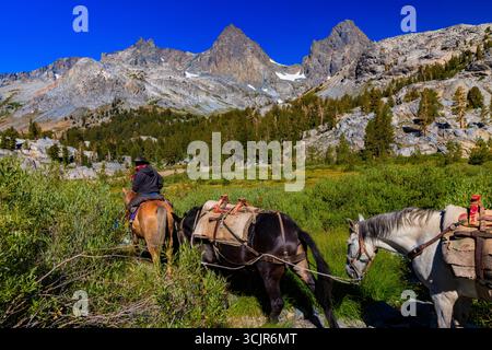 Pack Animals condotto da wrangler della Agnew Meadows Pack Station che trasporta l'attrezzatura al lago Ediza, Inyo National Forest, California, USA [non disponibile; editoriale Foto Stock