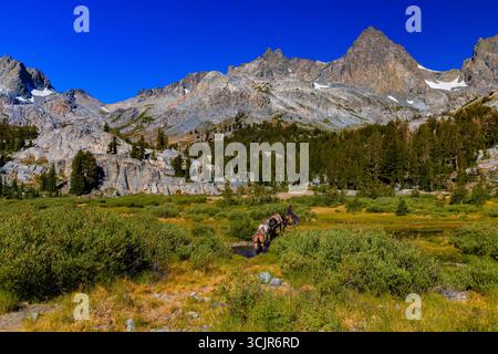 Pack Animals condotto da wrangler della Agnew Meadows Pack Station che trasporta l'attrezzatura al lago Ediza, Inyo National Forest, California, USA [non disponibile; editoriale Foto Stock