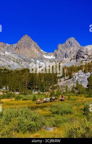 Pack Animals condotto da wrangler della Agnew Meadows Pack Station che trasporta l'attrezzatura al lago Ediza, Inyo National Forest, California, USA [non disponibile; editoriale Foto Stock