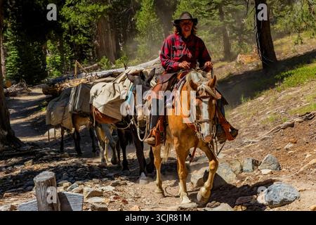 Pack Animals condotto da wrangler della Agnew Meadows Pack Station che trasporta l'attrezzatura al lago Ediza, Inyo National Forest, California, USA [non disponibile; editoriale Foto Stock