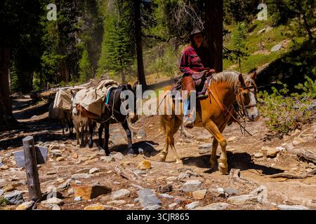 Pack Animals condotto da wrangler della Agnew Meadows Pack Station che trasporta l'attrezzatura al lago Ediza, Inyo National Forest, California, USA [non disponibile; editoriale Foto Stock