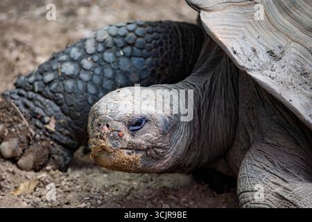 La Tartaruga delle Galapagos o Tartaruga gigante delle Galapagos (Chelonoidis niger) è una specie molto grande di tartaruga del genere Chelonoidis. Foto Stock