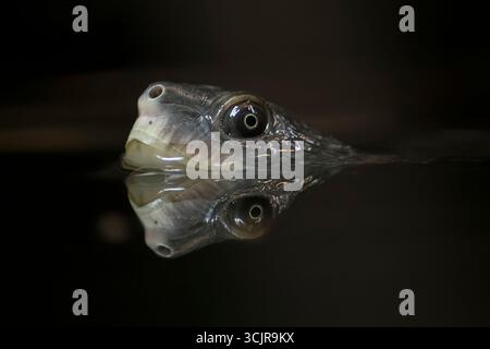 Una tartaruga di Mary River (Elusor macrurus) in arrivo per l'aria. È una specie in via di estinzione di tartaruga dal collo corto della famiglia Chelidae. Foto Stock