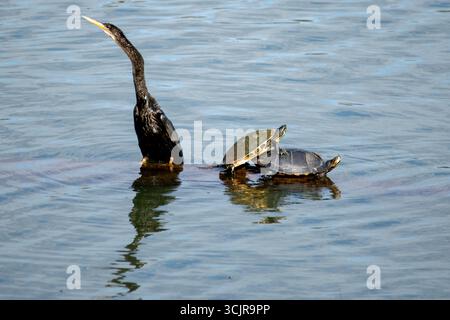 Slider con panciotto giallo (Trachemys scripta scripta) che si accoppia accanto ad un Anhinga (Anhinga anhinga). Foto Stock
