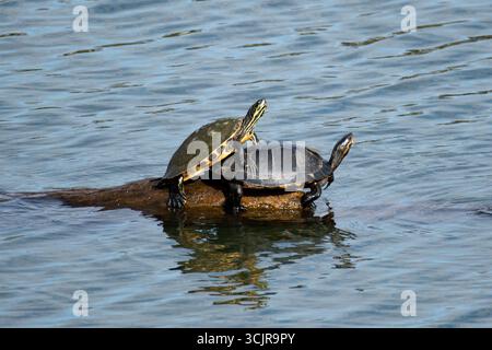 Il Slider panciuto giallo (Trachemys scripta scripta), una sottospecie del Pond Slider (Trachemys scripta). Foto Stock