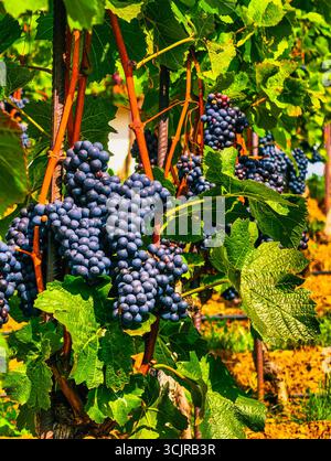 Uva blu raggruppata in un bellissimo vigneto - Fotografia naturalistica mozzafiato per temi della regione vinicola, marketing agricolo, contenuti all'aperto e promozioni turistiche culinarie Foto Stock