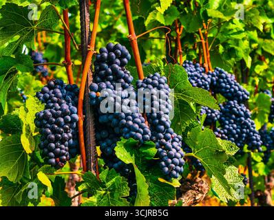 Vibrant Blue Grapes raggruppati in un bellissimo vigneto - Fotografia naturalistica mozzafiato per temi della regione vinicola, Marketing agricolo, contenuti all'aperto e promozioni turistiche culinarie Foto Stock