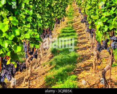 Splendido paesaggio dei vigneti con grappoli di uve mature - sfondo naturale mozzafiato per temi della regione vinicola, contenuti di marketing e fondali digitali per vari progetti creativi e promozioni Foto Stock