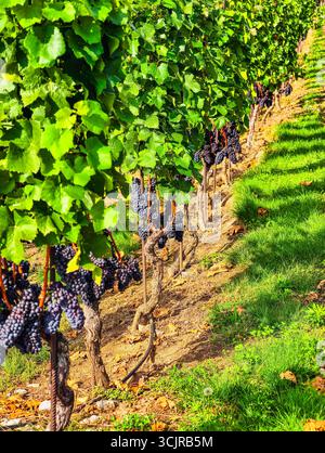 Paesaggio dei vigneti con grappoli di uve mature - sfondo naturale mozzafiato per i temi della regione vinicola, contenuti di marketing e fondali digitali per vari progetti e promozioni creativi Foto Stock