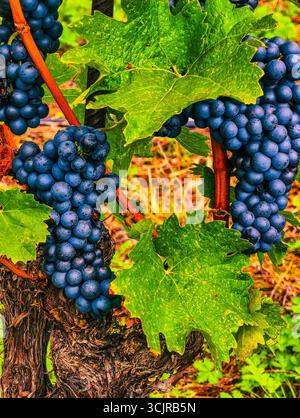 Vibrant Blue Grapes raggruppati in un bellissimo vigneto - Fotografia naturalistica mozzafiato per temi della regione vinicola, marketing agricolo, contenuti all'aperto Foto Stock