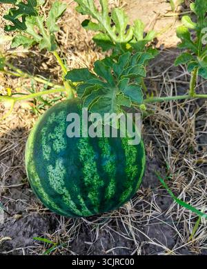 Anguria non matura che cresce in un campo Foto Stock