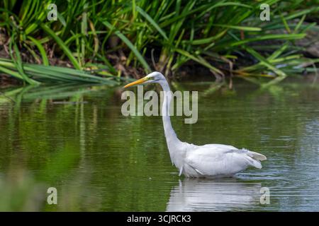 Great White egret / Great egret (Ardea alba) pesca adulta non riproduttiva in acque poco profonde dello stagno a fine estate (settembre) Foto Stock