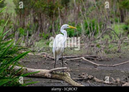 Grande egretta bianca / grande egretta (Ardea alba) adulto non riproduttore in cerca di preda in stagno essiccato durante l'ondata di caldo a fine estate (settembre) Foto Stock