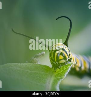 Monarch Caterpillar (Danaus plexippus) on Common Milkweed (Asclepias syriaca) in un cortile di fronte periferico piantato per l'habitat degli impollinatori, Michigan, Stati Uniti Foto Stock