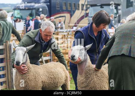 Sheep Show al 244th Wolsingham Show, County Durham 2025 Foto Stock