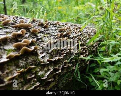 Hawn State Park, ubicazione: Ste. Genevieve, MO Foto Stock