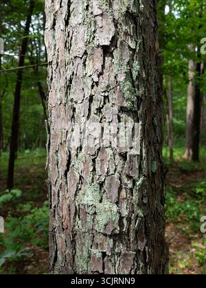 Hawn State Park, ubicazione: Ste. Genevieve, MO Foto Stock