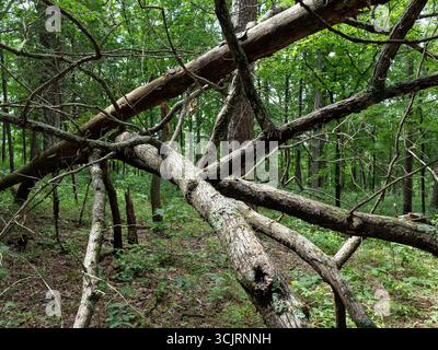 Hawn State Park, ubicazione: Ste. Genevieve, MO Foto Stock