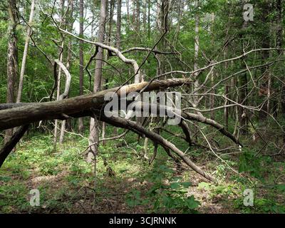 Hawn State Park, ubicazione: Ste. Genevieve, MO Foto Stock