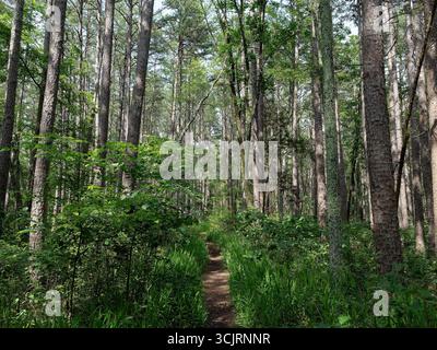 Hawn State Park, ubicazione: Ste. Genevieve, MO Foto Stock