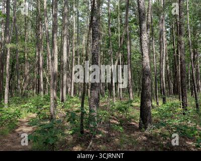 Hawn State Park, ubicazione: Ste. Genevieve, MO Foto Stock