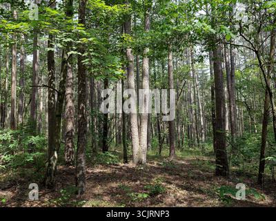 Hawn State Park, ubicazione: Ste. Genevieve, MO Foto Stock