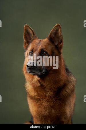 Un ritratto di un pastore tedesco con tintarella e pelliccia nera su sfondo verde. Il cane appare attento con uno sguardo attento e orecchie erette. Foto Stock