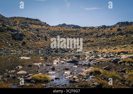 Malghera in Val Grosina, Valtellina, Lombardia, Italia Foto Stock