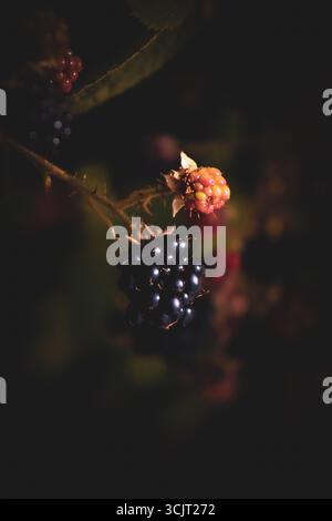 Le Blackberries britanniche sono immerse nel sole dorato della tarda estate in tonalità autunnali.Sussex, Inghilterra, Regno Unito Foto Stock