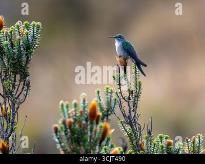 Colibrì di stelle blu, Oreotrochilus cyanolaemus, endemico del Cerro de Arcos, Ecuador Foto Stock