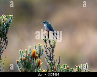 Colibrì di stelle blu, Oreotrochilus cyanolaemus, endemico del Cerro de Arcos, Ecuador Foto Stock