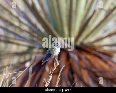 Colibrì di stelle blu, Oreotrochilus cyanolaemus, endemico del Cerro de Arcos, Ecuador Foto Stock