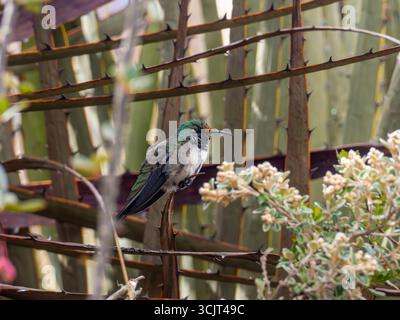 Colibrì di stelle blu, Oreotrochilus cyanolaemus, endemico del Cerro de Arcos, Ecuador Foto Stock