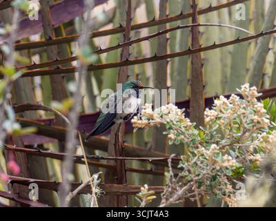 Colibrì di stelle blu, Oreotrochilus cyanolaemus, endemico del Cerro de Arcos, Ecuador Foto Stock