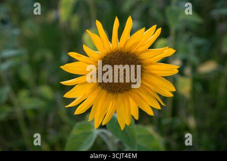 Testa di girasole dorata con vivaci petali gialli. Look estivo naturale con delicato bokeh verde. Foto Stock