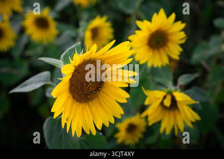 Testa di girasole singola a fuoco con altri sfocati dietro. Campo estivo naturale con bokeh verde tenue e petali vivaci. Foto Stock