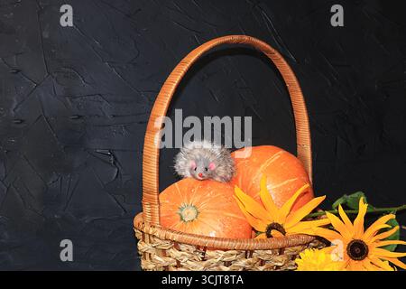 Sfondo autunnale con bacche di stagione, zucche in un cesto e fiori naturali autunnali su tavole nere, topo su una zucca, spazio per copiare, piatto. Foto Stock