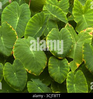 Flora di Gran Canaria - foglie di Taro, Colocasia esculenta, introdotta e invasiva pianta vegetale radicale Foto Stock