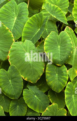Flora di Gran Canaria - foglie di Taro, Colocasia esculenta, introdotta e invasiva pianta vegetale radicale Foto Stock