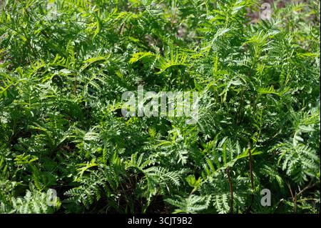 Vigneti, foreste, tempo di raccolta nella regione di Calmont con vigneti più ripidi d'Europa sulla valle del fiume Mosella, attività all'aperto, escursioni e klimbing i Foto Stock