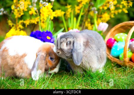 Coniglio domestico (Oryctolagus cuniculus F. domestica), coniglietti con orecchie floppy in primavera davanti a forsythia, narcisi, primrose e cesto con e Foto Stock