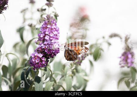 farfalla del golfo fritillario o farfalla della passione che impollina una pianta di buddleia lilla. Dione vanillae , Agraulis vanillae. California, Stati Uniti Foto Stock