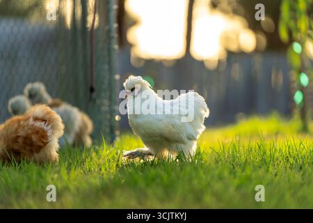 Giovani pulcini che pascolano sull'erba verde nel giardino del cortile Foto Stock