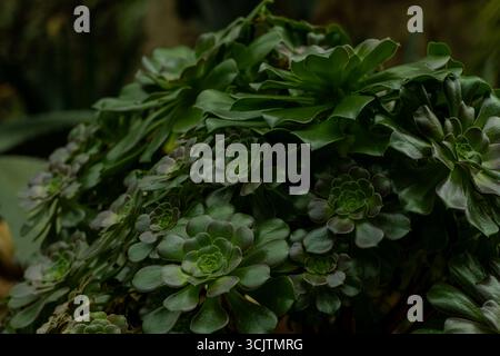 Aeonium aureum albero houseleeks, arbusto con foglie verdi. Foto Stock