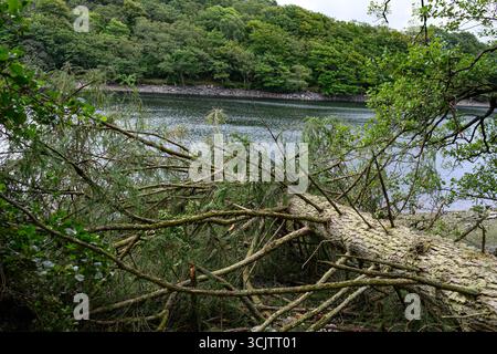 Pino caduto soffiato da forti venti, sul bordo di un lago Foto Stock