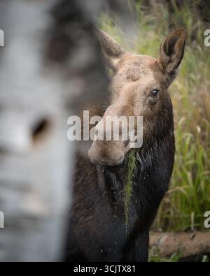 Un alce di mucca guarda in alto dal nutrirsi in uno stagno con una pianta appesa alla bocca. Foto Stock