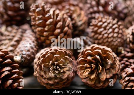Sfondo ravvicinato di coni naturali di pino bruno nella struttura della foresta autunnale Foto Stock