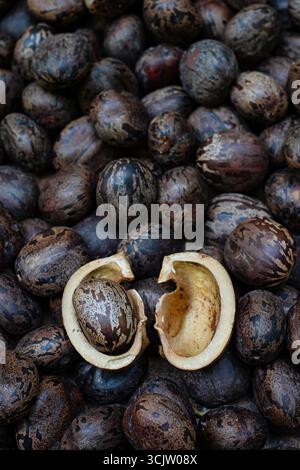 Semi di alberi di gomma para (Hevea brasiliensis) Foto Stock