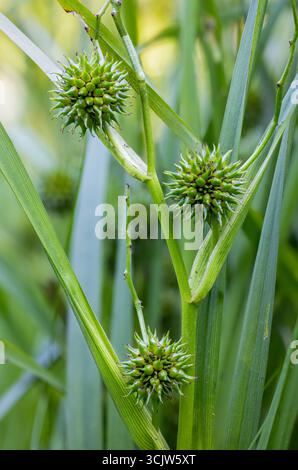 Cialde ramificate di semi di bur Foto Stock